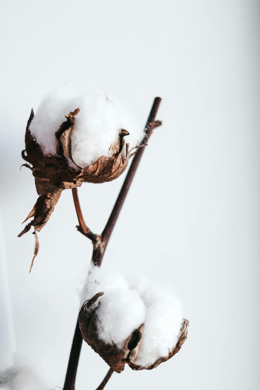 Comment reconnaître un coton de qualité ?